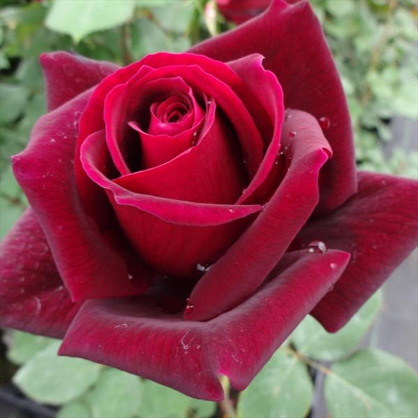 予約販売 バラ 苗 バラ 新苗 大輪 パパメイアン 四季咲き 薔薇 ばら 赤 tros 4月中旬以降...