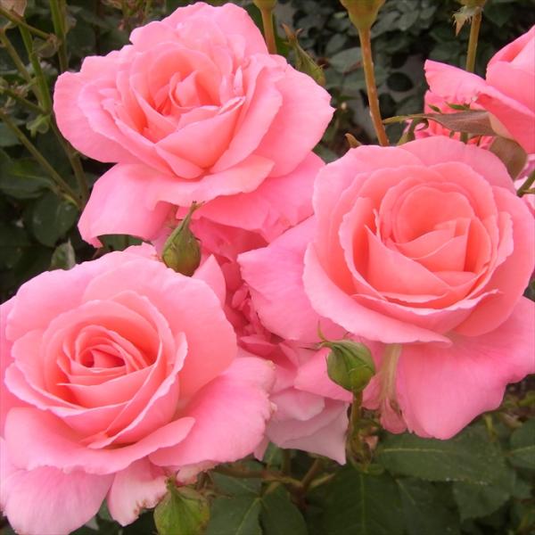 予約販売 バラ 苗 バラ 新苗 大輪 芳純 四季咲き 薔薇 ばら ピンク tros 4月中旬以降発送