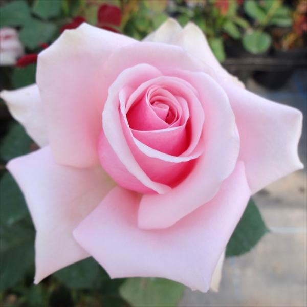 予約販売 バラ 苗 バラ 新苗 大輪 オードリーヘップバーン 四季咲き 薔薇 ばら ピンク tros...