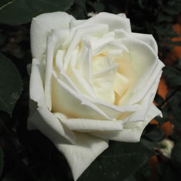 予約販売 バラ 苗 バラ 新苗 大輪 ホワイトクリスマス 四季咲き 薔薇 ばら 白 tros 4月中...