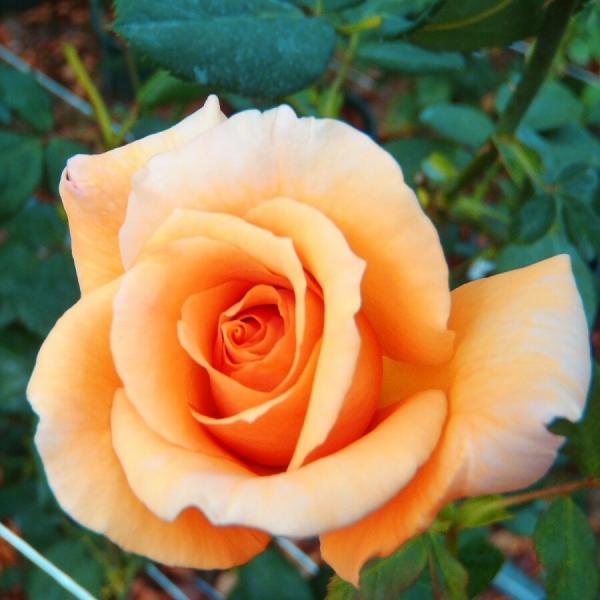 予約販売 バラ 苗 バラ 新苗 大輪 ジュリア 四季咲き 薔薇 ばら オレンジ tros 4月中旬以...