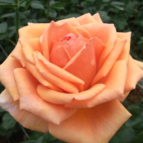 予約販売 バラ 苗 バラ 新苗 大輪 アシュラム 四季咲き 薔薇 ばら オレンジ tros 4月中旬...