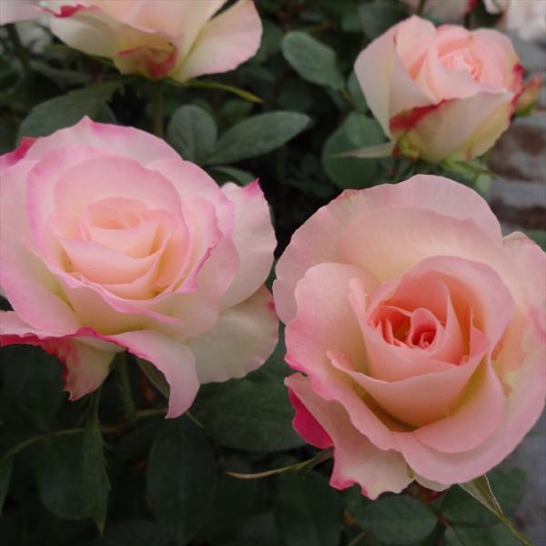 予約販売 バラ 苗 バラ 新苗 中輪 マチルダ 四季咲き 薔薇 ばら ピンク tros 4月中旬以降...