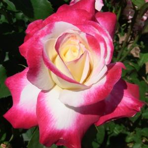 日本花キ流通 予約販売 バラ 苗 バラ 新苗 つるバラ ロココ 薔薇 ばら