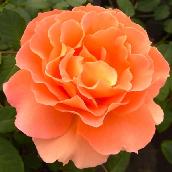 予約販売 バラ 苗 バラ 新苗 中輪 ブラスバンド 四季咲き 薔薇 ばら オレンジ tros 4月中...