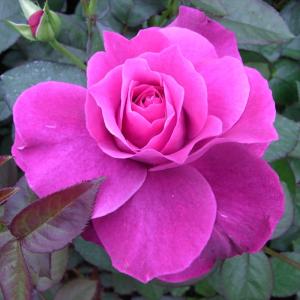 まもなく締め切り】 予約販売 バラ苗 バラ大苗 正 契約品種 薔薇 ばら