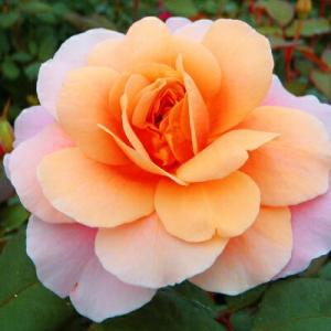 予約販売 バラ 苗 バラ 新苗 中輪 ディスタントドラムス 四季咲き 薔薇 ばら ピンク tros ...