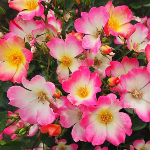 予約販売 バラ 苗 バラ 新苗 つるバラ ニューコクテール 薔薇 ばら ピンク ピンクカクテル ピン...