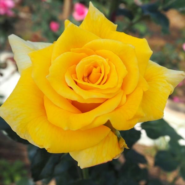 予約販売 バラ 苗 バラ 新苗 大輪 エンブレム 四季咲き 薔薇 ばら 黄色 オレンジ tros 4...