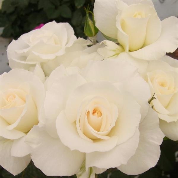 予約販売 バラ 苗 バラ 新苗 中輪 マーガレットメリル 四季咲き 薔薇 ばら 白 tros 4月中...