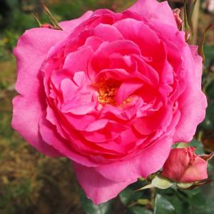 ピンクのバラ苗　ばら苗　挿し木苗　薄ピンク 日本花キ流通 予約販売 バラ 苗 バラ 新苗 大輪 ピンクパンサー 木立性