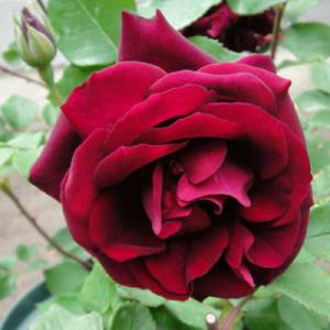 予約販売 バラ 苗 バラ 新苗 オールドローズ ルイ14世 薔薇 ばら 赤 tros 4月中旬以降発...