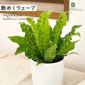 現品】ブーファン・ディスティカ（ディスティチャ） 8号 紺鉢（4