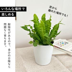 観葉植物 アスプレニウム エメラルドウェーブ ...の詳細画像2
