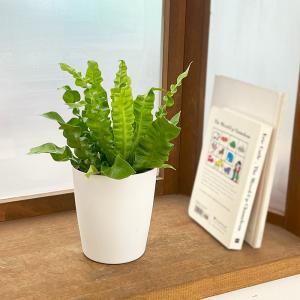 観葉植物 アスプレニウム エメラルドウェーブ ...の詳細画像3