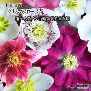 フラワーネット日本花キ流通 クリスマスローズ 宿根草 Yahoo ショッピング