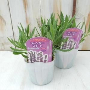 ラベンダー 苗 スイート 9cmポット 花苗 宿根草 ガーデニング ハーブ苗 Herb ykh