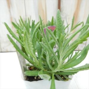 ラベンダー 苗 スイート 9cmポット 花苗 ...の詳細画像1