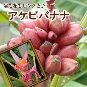 バナナ 苗 アケビバナナ 10.5cmポット かわいいピンクのバナナ トロピカルフルーツ 苗木 果樹...