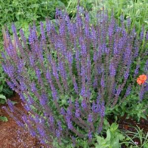 宿根草の苗 ゲラニウム アズール ラッシュ 10 5cmポット苗 フウロソウ科 ゲラニューム 花苗 落葉 Nic Z フラワーネット日本花キ流通 通販 Yahoo ショッピング