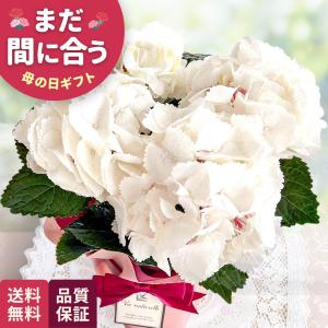 ＼ 早割 ／ 母の日 プレゼント アジサイ ゼブラ 4号鉢 送料無料 母の日ギフト 花 鉢植え あじさい 紫陽花 日本花キ流通