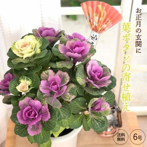 予約販売 特選 葉牡丹の寄せ植え ピック付き 6号鉢 ハボタン 葉ボタン 送料無料 お正月 12月下旬以降発送