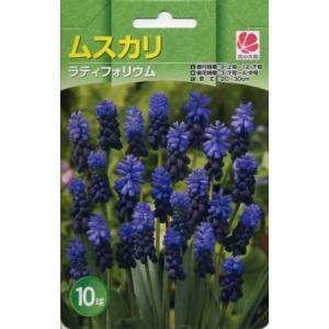 予約販売 花の大和 球根 ムスカリコレクション ラティフォリウム10球セット hyk 10月中旬以降発送