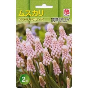 予約販売 花の大和 球根 ムスカリコレクション ピンクサンライズ2球セット hyk 10月中旬以降発送