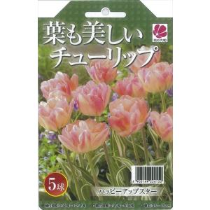 花の大和 球根 葉も美しいチューリップ ハッピーアップスター4球セット hyk