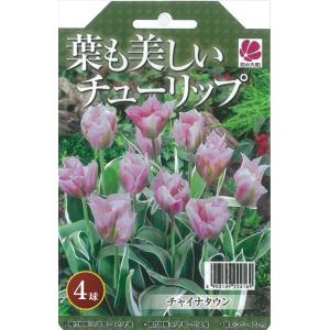 予約販売 花の大和 球根 葉も美しいチューリップ チャイナタウン4球セット hyk 10月中旬以降発送