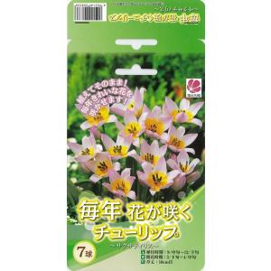 植えっぱなしで毎年咲く花の商品一覧 通販 Yahoo ショッピング