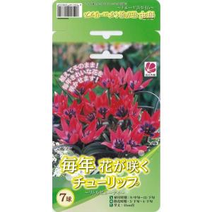 植えっぱなしで毎年咲く花の商品一覧 通販 Yahoo ショッピング