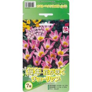 植えっぱなしで毎年咲く花の商品一覧 通販 Yahoo ショッピング