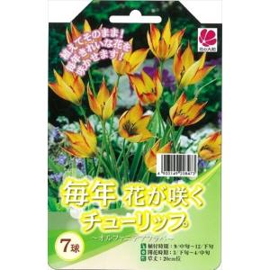 予約販売 花の大和 球根 毎年花が咲くチューリッ...の商品画像