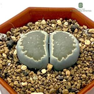 日本花キ流通 grセンペルビウム ロックンロール ロゼット 芽変わり 7.5