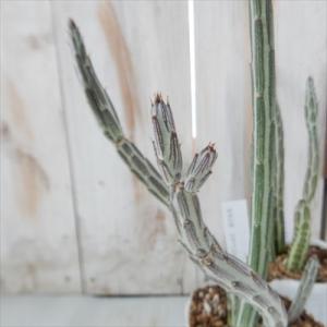 多肉植物 caセネシオ スタベリフォルミス 多肉植物 コーデックス 9cmポット