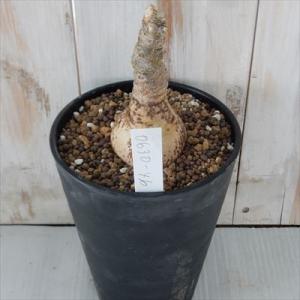 多肉植物 caプテロディスクス ルリダス 現品販売 0630-46 4号鉢 多肉植物 コーデックス