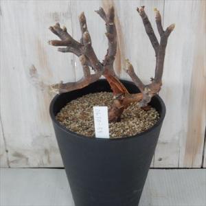 多肉植物 caオトンナ フルカータ 現品販売 0630-55 5号鉢 多肉植物 コーデックス