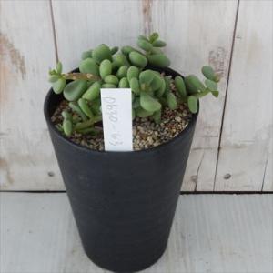 多肉植物 caケラリア ピグマヤ 現品販売 0630-63 3.5号鉢 多肉植物 コーデックス