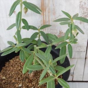 多肉植物 caタリナム カフルム Talinum caffrum 多肉植物 コーデックス タリナム ...