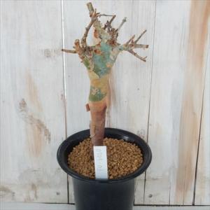 多肉植物 caコミフォラ commiphora holtziana 現品販売 0705-03 4号鉢...