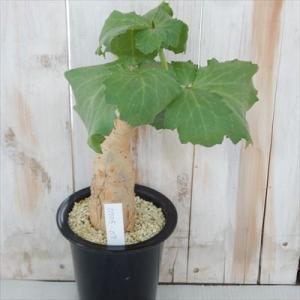 多肉植物 caキフォステンマ ベティフォルミス 現品販売 0705-07 3.5号鉢 多肉植物 コー...