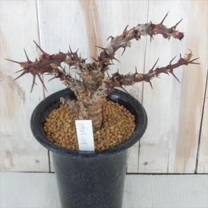 多肉植物 caヤトロファ Jatropha dichtar 現品販売 0705-08 4号鉢 多肉植...