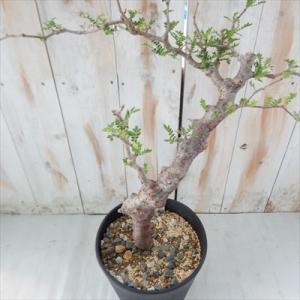 多肉植物 caコミフォラ モンストローサ 現品販売 0721-03 鉢上約35cm 多肉植物 コーデ...