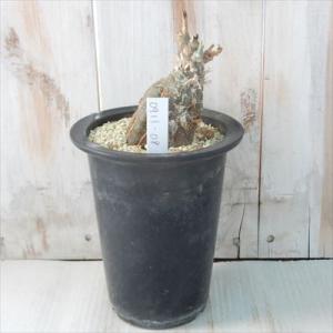 多肉植物 caケファロペンタンドラ エキローサ 現品販売 0913-08 多肉植物 コーデックス