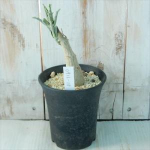 多肉植物 caプテロディスクス ヌガミクス Pterodiscus ngamicus 現品販売 09...