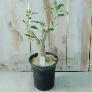 多肉植物 caプテロディスクス オーランティアクス Pterodiscus aurantiacus ...