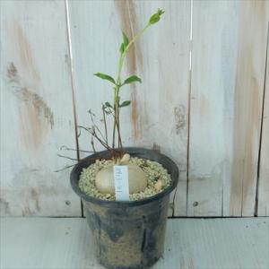 多肉植物 caラフィオナクメ ルーセンス Raphionacme lucens 現品販売 0913-...