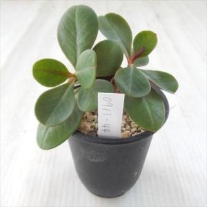 多肉植物 caモナデニウム sp. 現品販売 0913-44 多肉植物 コーデックス