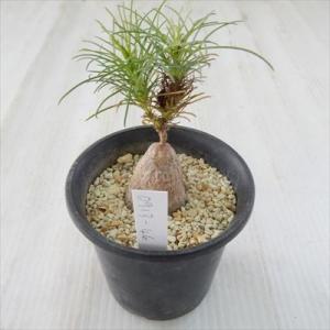 多肉植物 caイポメア マリタエ Ipomoea maritae 現品販売 0913-46 多肉植物...